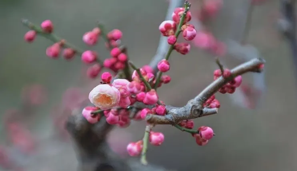 傳統節日|保定理工學院|管理學院|二十四節氣之小寒