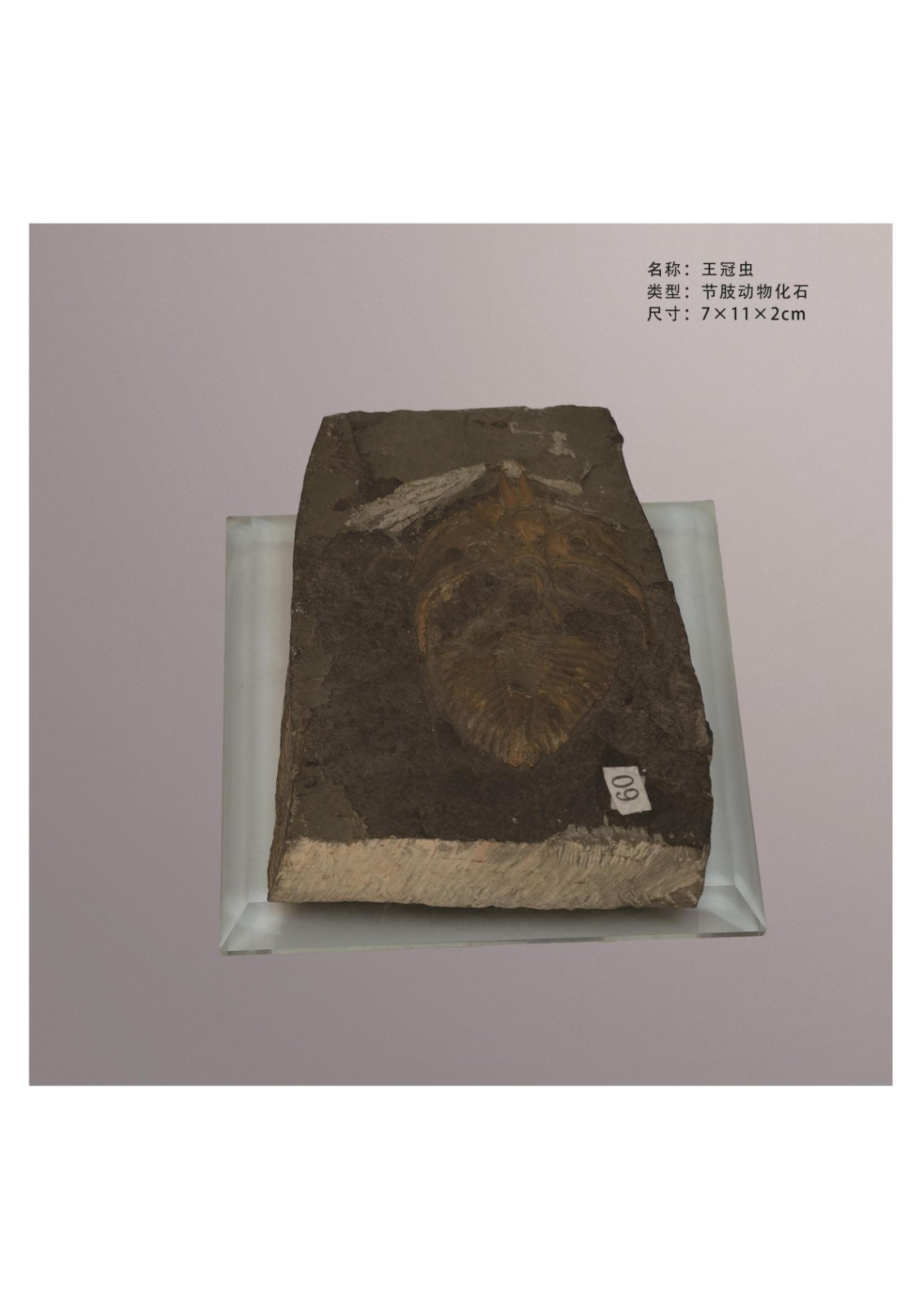 簡介