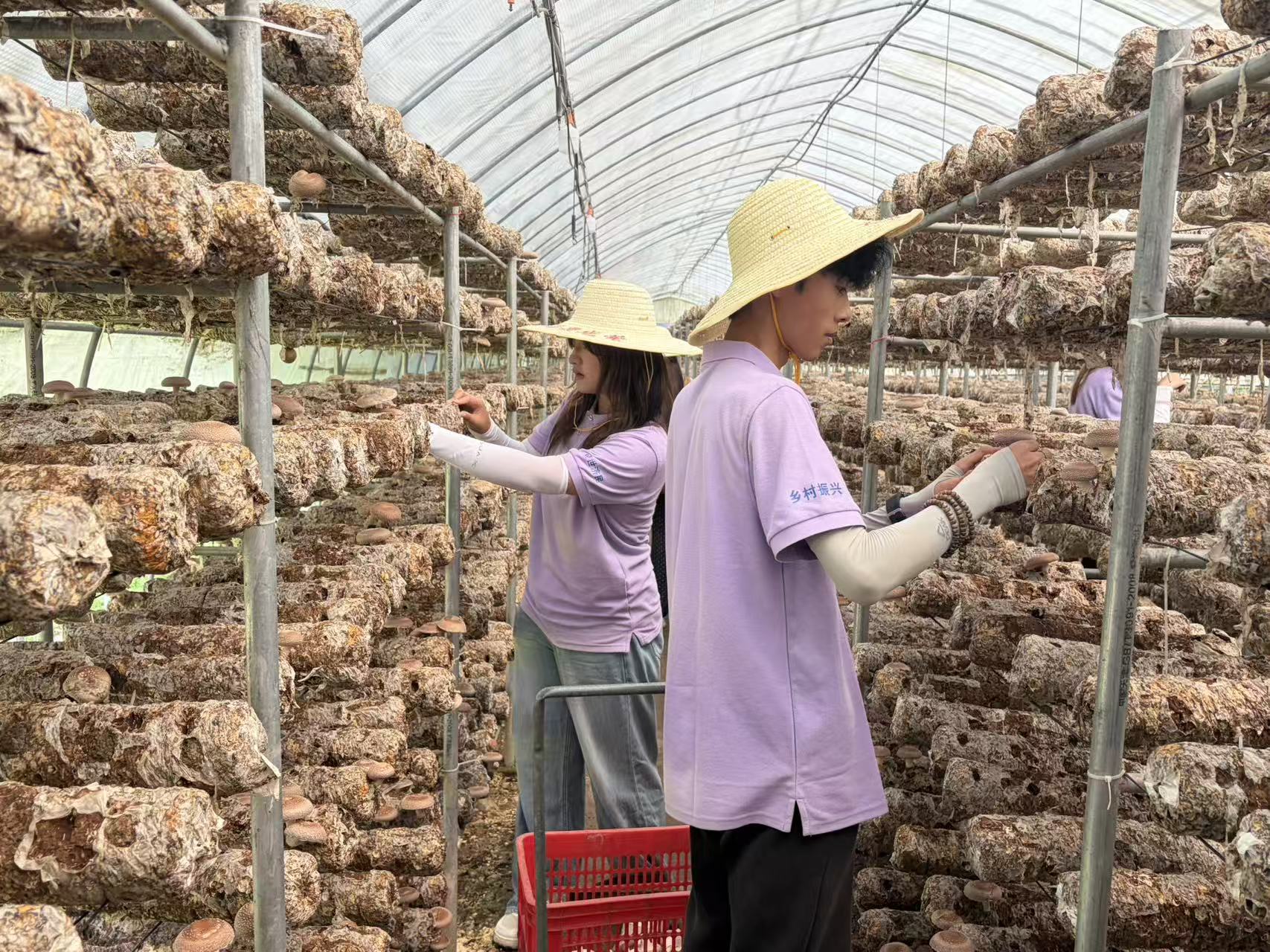 深耕鄉土產業，調研振興路徑——經濟學院實踐服務隊走進顧家臺調研特色農業、民宿與電商產業